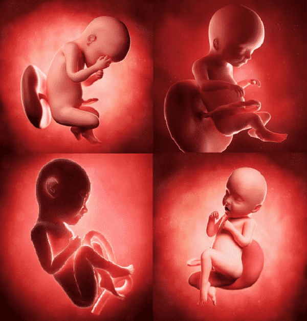 Sự phát triển của thai nhi tuần thứ 18