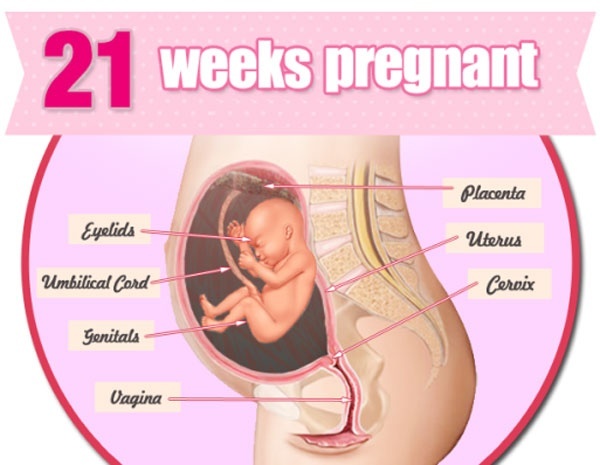thai nhi tuần 21 phát triển như thế nào